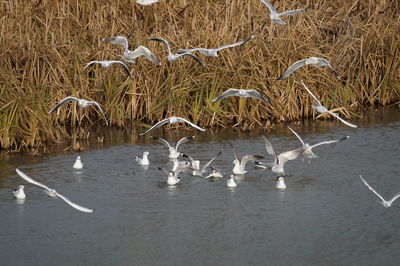 View of birds in lake