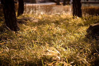 View of grassy field