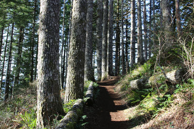 Trees growing in forest