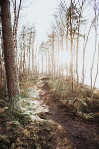 Trees growing in forest