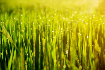 Close-up of wet crops on field