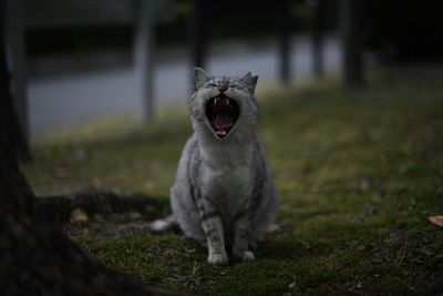 Portrait of a cat yawning