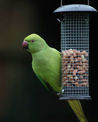 Close-up of parrot perching in cage