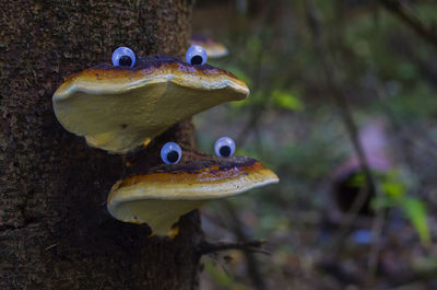 Close-up side view of a frog