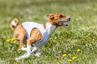 Basenji dog running in white jacket on coursing field at competition in summer