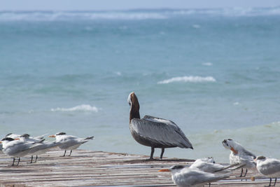 Birds perching on beach