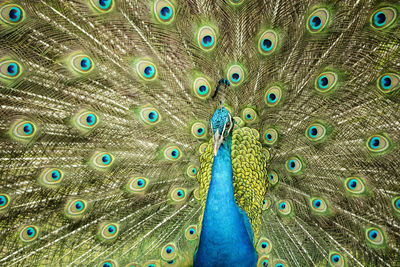 Full frame shot of peacock with fanned feathers