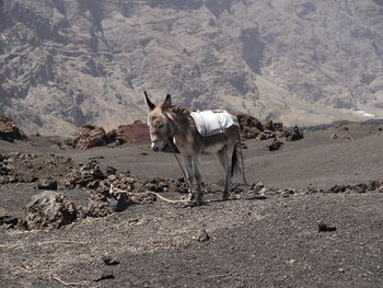 Donkey standing on a volcanic mountain, fogo, cap verde