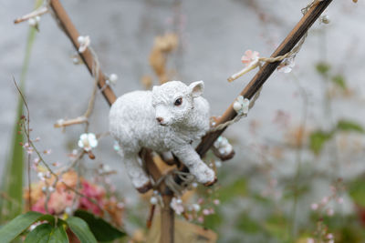 Close-up of tree branch