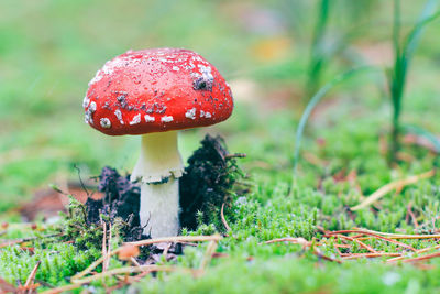 fungus