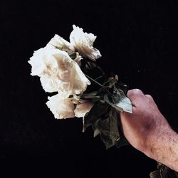 Close-up of white flower over black background