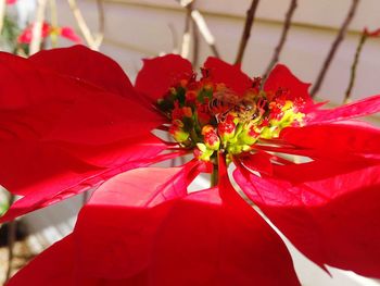 Close-up of red flowering plant