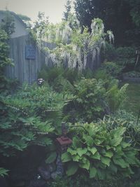 View of plants and trees