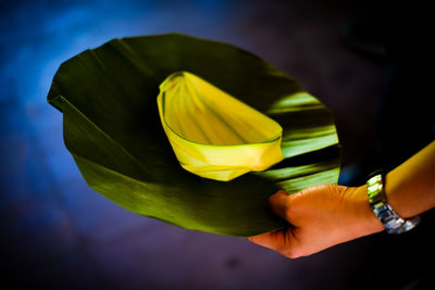 Cropped hand holding leaf