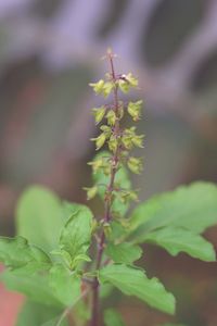 Close-up of green plant