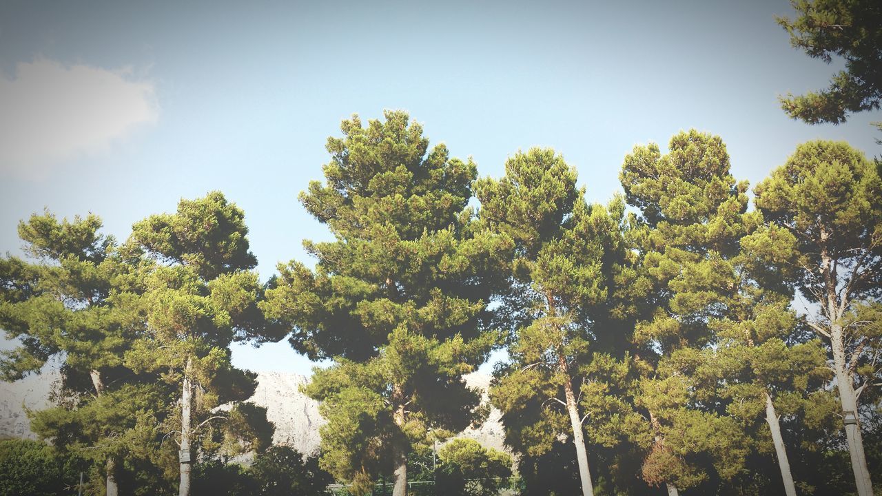 tree, low angle view, growth, tranquility, green color, sky, branch, nature, beauty in nature, clear sky, tranquil scene, lush foliage, scenics, day, outdoors, no people, sunlight, forest, green, idyllic