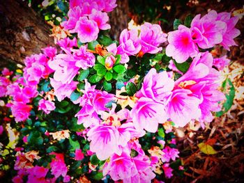 Close-up of pink flowers in park