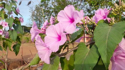 plant