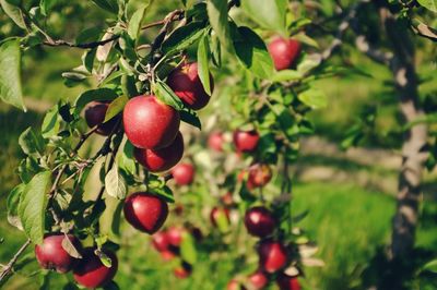 Close-up of cherries growing on tree