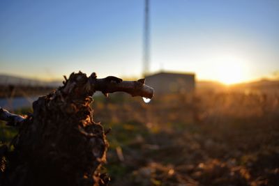 Close-up of dead plant on field against sky during sunset