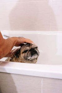 Close-up of a dog in the bathroom