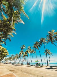 Palm trees on beach against blue sky