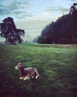 Dog on field against sky