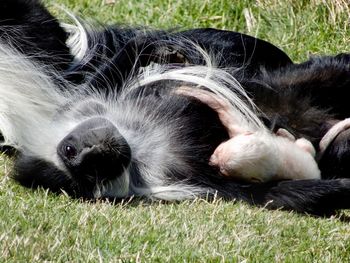 Close-up of cat lying on grass