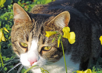 Close-up portrait of a cat