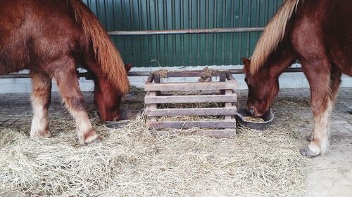 Close-up of horse in stable