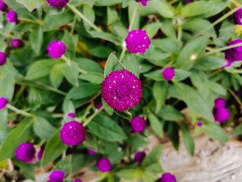 Close-up of purple flowering plants