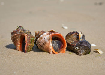 Live mollusk rapana on the sandy shore of the black sea, ukraine, kherson region