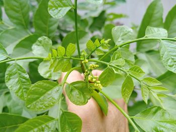 Close-up of hand holding plant