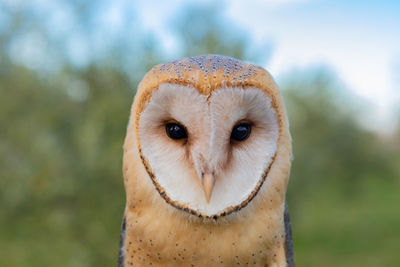 Close-up portrait of owl