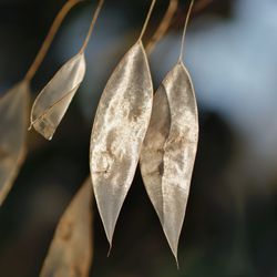 Close-up of dry leaves hanging on plant