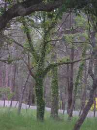 Trees growing on landscape