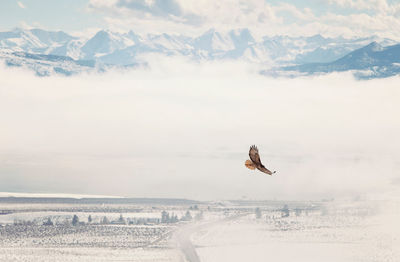 Bird flying over landscape against sky during winter