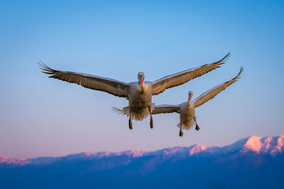 Low angle view of bird flying against sky