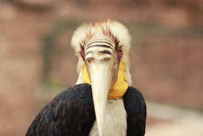 Close-up of a bird