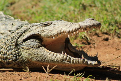 Close-up of lizard on land