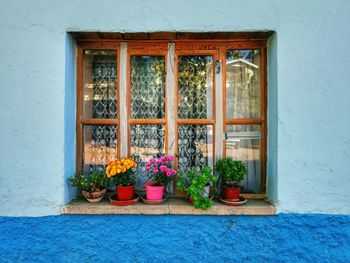 Potted plant on window of house