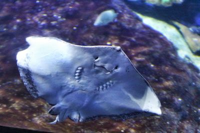 Close-up of fish swimming in aquarium