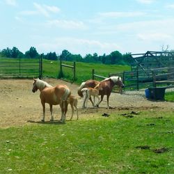 Horse grazing on grassy field