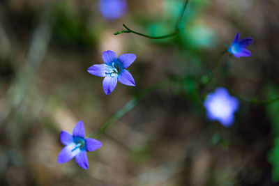 Close-up of purple flowering plant