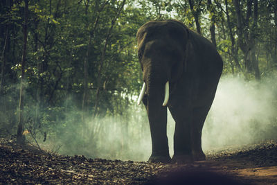 View of elephant in forest
