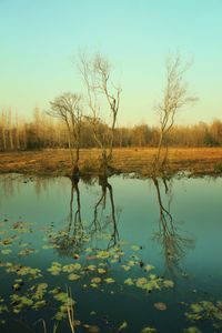 Reflection of bare trees in lake against clear sky