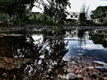 Reflection of trees in lake