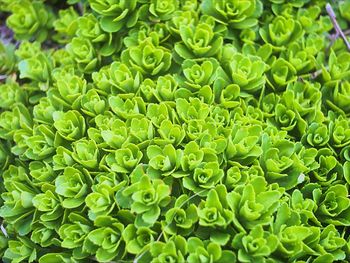 Full frame shot of plants