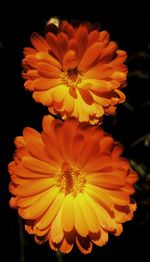 Close-up of yellow flower blooming outdoors
