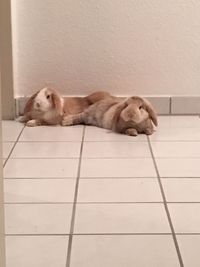 Cat sleeping on tiled floor